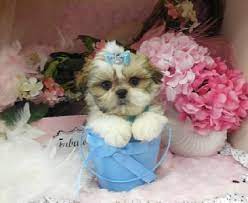 Shih Tzu For Sale Teacup Shih Tzu Shih Tzu Breeds Shihtzu For Sale Teacup Puppies Shih Tzu Puppy Teacup Shih Tzu Shih Tzu