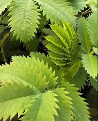 Image result for Melianthus major