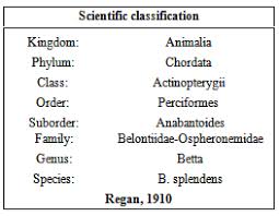 The Study Of Different Foods On Spawning Efficiency Of Siamese Fighting Fish Species I Betta Splendens I Family Belontiidae