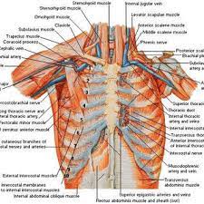 The chest wall encases and protects the vital structures within the thoracic cavity. Pdf Chest Wall Reconstruction