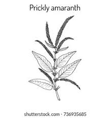 Image result for Amaranthus spinosus