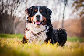 Auch ihre anhänglichkeit zu kindern macht sie zum idealen familienhund. Berner Sennenhund Hunde Informationen Zu Den Bienenarten Omlet