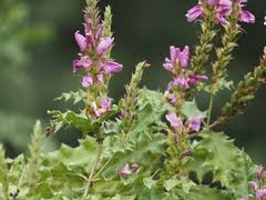 Image result for Acanthus mayaccanus