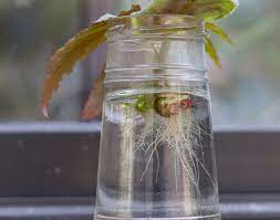 How to propagate begonias from leaves and stem cuttings. How To Easily Root Plants In Water With Simple Cuttings