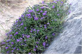 Maybe you would like to learn more about one of these? Essential Oils From Greek Herbs May Protect Against Covid 19