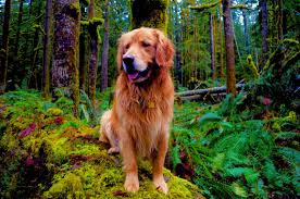 Along with their desire for play we have zero tolerance toward puppy mills and pride ourselves in connecting you with honest and reputable breeders where puppies are raised. Golden Retriever Golden Retriever Puppy Golden Retriever Dog Greenery Woodland Forest Moss Dog Photography Golden Retriever Golden Retriever Dog Pictures