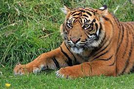 How Long Do Tigers Live