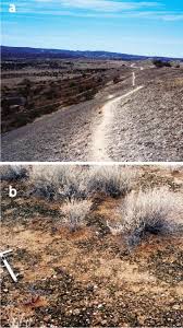 Image result for Xerophyta scabrida