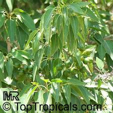 Image result for Cordia afra