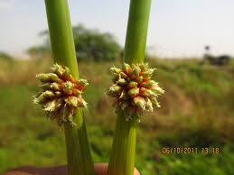 Image result for Schoenoplectiella