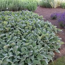 Image result for Stachys