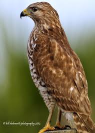 Hawks New York Birds Of Prey Pictures Pin By Joy Lay On I Love Birds Of Prey Beautiful Birds Funny Birds Birds Of Prey