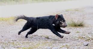 Sin embargo, estos feroces marsupiales son fascinantes criaturas que debes conocer un poco. Demonios De Tasmania Una Carrera Contra El Cancer Y La Extincion