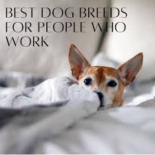 Apartment living certainly has its advantages, such as not having to mow the lawn, but the downside for pet lovers is that certain pets are too large, too active, too noisy, or just plain unsuitable for a small living environment. The 7 Best Dog Breeds For Someone Who Works All Day Pethelpful By Fellow Animal Lovers And Experts
