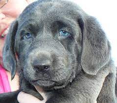 Labrador retriever · myrtle beach, sc. Silver Labrador Puppies For Sale Nj Dogs Breeds And Everything About Our Best Friends Labrador Puppy Yellow Labrador Retriever Silver Labrador Retriever