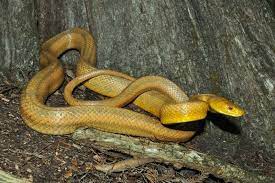 South Florida Yellow Rat Snake Elaphe Obsoleta Quadrivittata Rat Snake Snake Pet Id