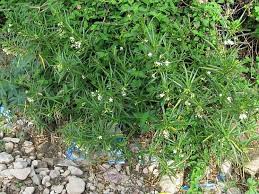 Image result for Kanahia laniflora