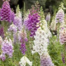 Image result for Digitalis purpurea alba/ red spots