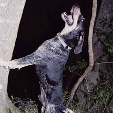 Bluetick Coonhound Dog Breed Information