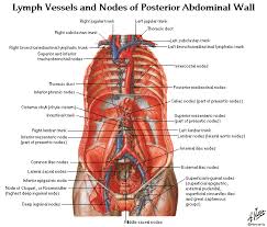Maybe you would like to learn more about one of these? Free Download Abdomen Spleen Liver Anatomy And Physiology Diagrams Free Pdf Epub Medical Books