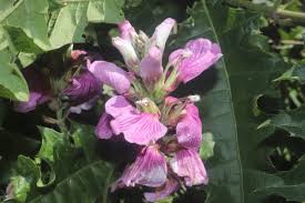 Image result for Acanthus polystachyus