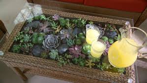 Learn Do How To Make A Terrarium Coffee Table How To Make Terrariums Beautiful Terrariums Coffee Table Terrarium
