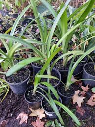 Image result for Clutia robusta