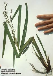 Image result for Scleria