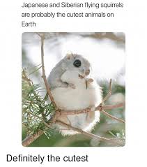 Maybe you would like to learn more about one of these? 25 Best Memes About Flying Squirrels Flying Squirrels Memes
