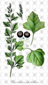 Image result for Chenopodium opulifolium