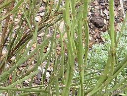 Taranaki Educational Resource Research Analysis And Information Network Carmichaelia Australis Nz Native Broom Plants Small Trees Native Plants