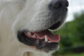 It can also affect cheeks, lips, tongue and may spread to other a bump on the roof of your mouth will initially start as a pimple. Why Do Dogs Have A Bump On The Roof Of Their Mouth Dog Discoveries