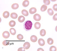 Greatly outnumber white blood cells; Blood The Histology Guide