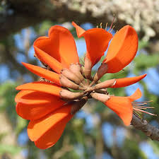 Image result for Erythrina afra