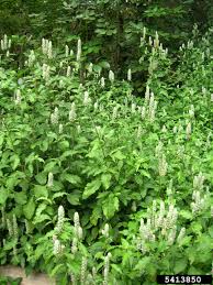 Image result for Justicia betonica