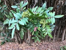 Image result for Triraphis schinzii