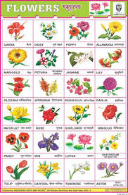 Flowers Charts Indian Book Depot Map House Flower