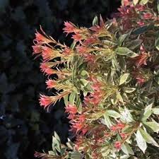 We did not find results for: Pieris Japonica Little Heath Pflanzen Kaufen Online