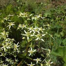 Image result for Alepidea amatymbica