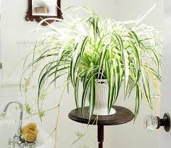 19 Best Houseplants You Can Grow Without Care Plants Ornamental Plants Inside Plants