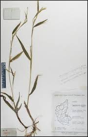 Image result for Coelorachis