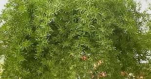 A Sprenger S Asparagus Fern In A Hanging Basket Growing An Asparagus Fern Asparagus Fern Plants Garden Helpers