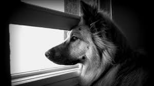 Black And White Dog Wallpapers Top Free Black And White Dog Backgrounds Wallpaperaccess