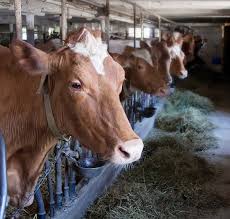 In india cow farming and buffalo farming are the backbone of dairy industry. How To Start A Dairy Farm Business In India Business Khabar