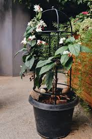 Aswan01 cleveland, tx (zone 9a) sep 07, 2008. Metal Stand Plants Flowering Plants Online In Bangalore Garden Metal Obelisk