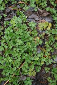 Image result for Laurembergia repens