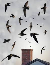 Once the animals have been removed and prevented from coming back, make sure to get your chimney a professional. Flying High For Chimney Swift Night Out The Buzz Magazines
