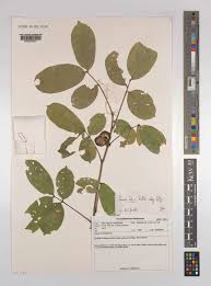 Image result for Pancovia golungensis