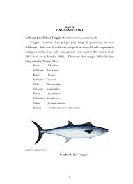 Maybe you would like to learn more about one of these? 4 Bab Ii Tinjauan Pustaka 2 1 Karakteristik Ikan Tenggiri Scomberomorus Commerson