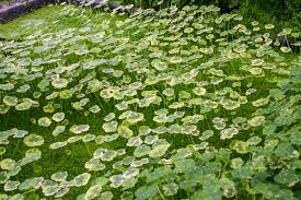 Image result for Hydrocotyle ranunculoides